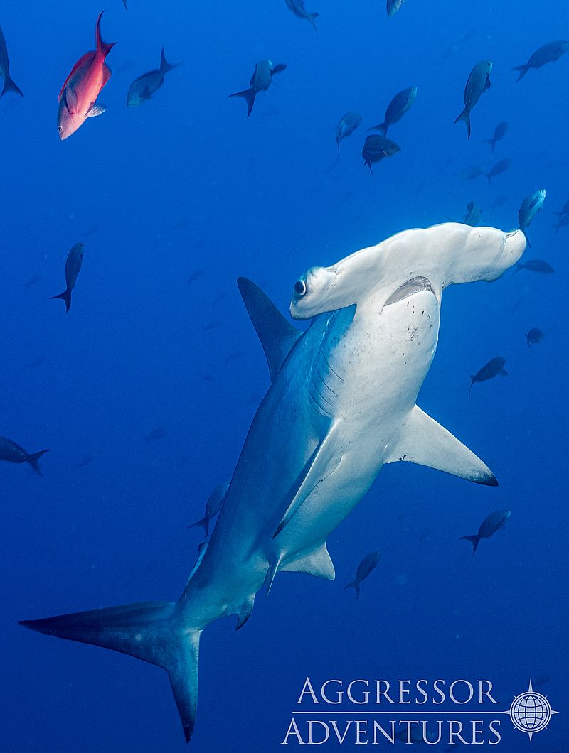 Image of Okeanos Aggressor II