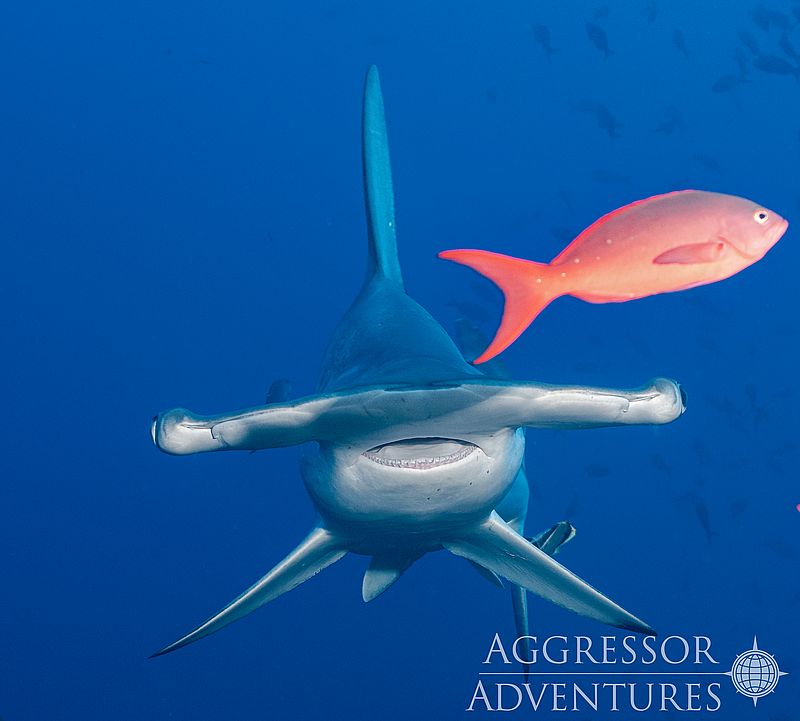 Image of Okeanos Aggressor II