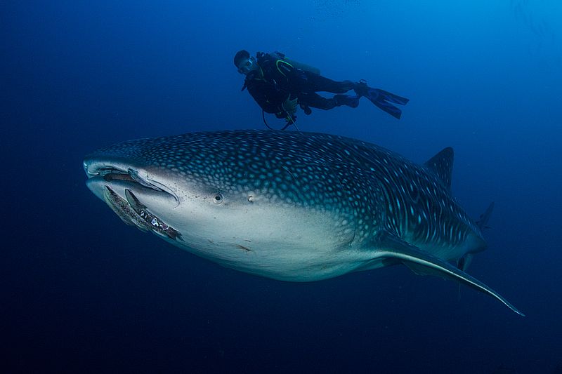 Image of Okeanos Aggressor II